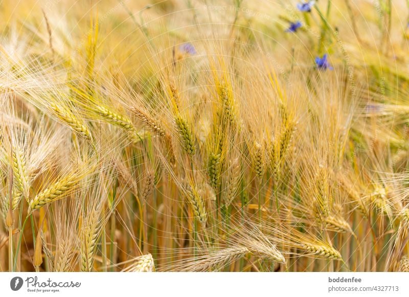 am Rand eines Gerstenfeldes . die Gerste beginnt zu reifen, die Farbe der Gerstenkörner geht von grün in gelb über. Am oberen rechten Rand sind ein paar blaue Kornblumen zu sehen. Nahaufnahme mit Fokus auf die vorderen Ähren