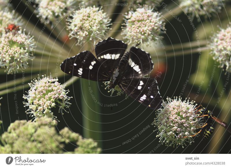 Araschnia levana, Landkärtchen. Angelica sylvestris, Wilde Brustwurz, Wald-Engelwurz. Ein schwarzer Schmetterling sitzt auf einer weißen Blüte einer Schirmpflanze. Schmetterling Blume Nahaufnahme im Freien.