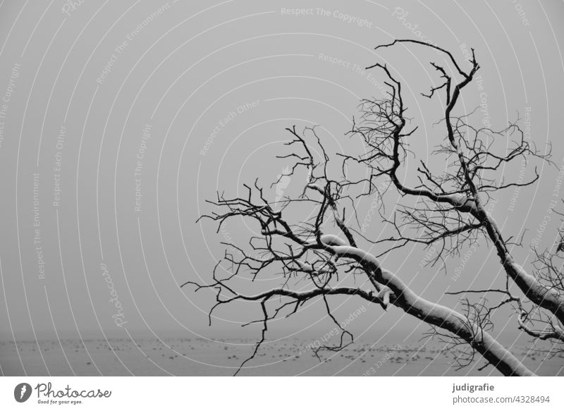 Mit Schnee bedeckte kahle Äste eines Baumes am See an einem trüben Wintertag kahler Baum Landschaft grau trist Wasser Natur Nebel Ruhe kalt Schwarzweißfoto Ast