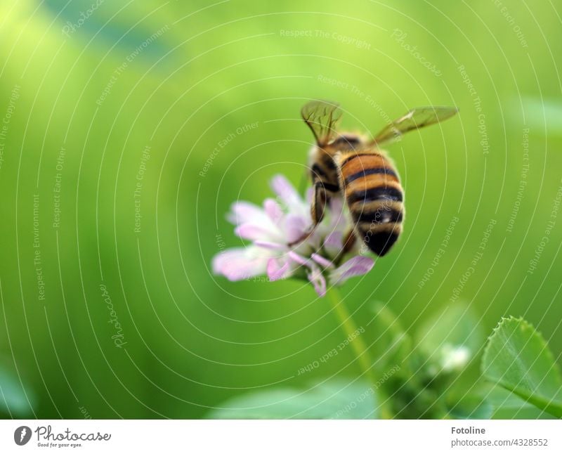 Fotolines Blühwiese ist einfach ein Paradies für Bienen und Hummeln. Fleißig sammelt die Honigbiene auf der Blüte Pollen. Insekt Blume Sommer Makroaufnahme