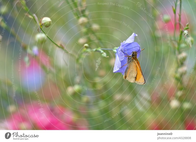 oranger Schmetterling auf lilla Blume rosa Blüte schön unschärfe im vordergrund Unschärfe Blühend Farbfoto Innenaufnahme Natur bunt fröhlich Tag kleine Blüten