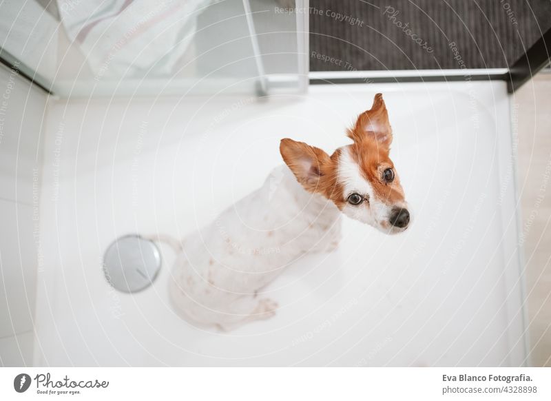 Draufsicht auf niedlichen Jack Russell Hund sitzt in der Dusche bereit für Bad Zeit. Haustiere drinnen zu Hause jack russell nass Waschen Sauberkeit schön baden