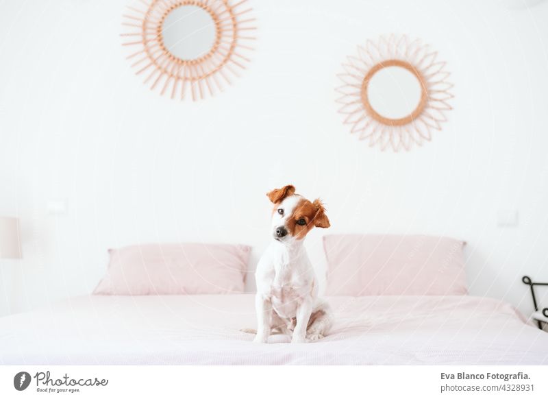 niedlich schönen kleinen Jack Russell Hund sitzt auf dem Bett während des Tages. Haustiere drinnen zu Hause jack russell heimwärts tagsüber aussruhen schlafen