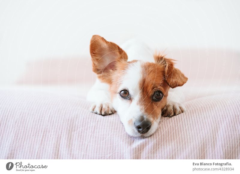 Nahaufnahme von niedlichen schönen kleinen Jack Russell Hund ruht auf dem Bett während des Tages. Lustige Ohr nach oben. Haustiere drinnen zu Hause jack russell