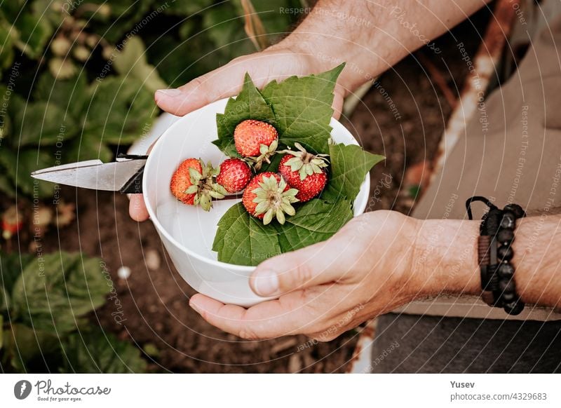 Menschliche Hände halten reife Erdbeeren in einer weißen Schale. Beeren ernten. Landwirte männliche Hände pflücken frische rote Erdbeeren im Garten. Bio-Diät fettfreies, kalorienarmes Produkt. Nahaufnahme