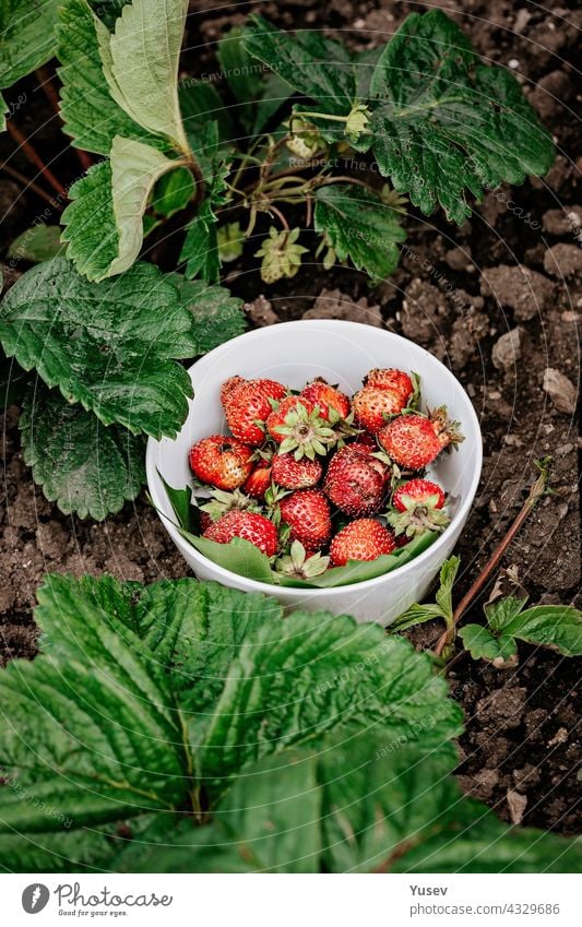 Süße saftige frische Erdbeeren in einer weißen Schale auf einem Hintergrund von grünen Blättern. Bio-Bauernkost. Saisonales Antioxidans und Entgiftungsnahrung. Cholesterinfreie, kalorienarme Diätkost. Vertikale Aufnahme