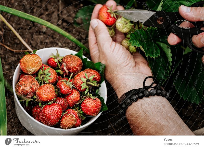 Landwirte männliche Hände pflücken frische rote Erdbeeren im Garten. Menschliche Hände in den Rahmen. Ernten von Beeren der Saison. Fettfreies, kalorienarmes Bio-Produkt. Saisonales Antioxidans und Entgiftungsnährstoff.