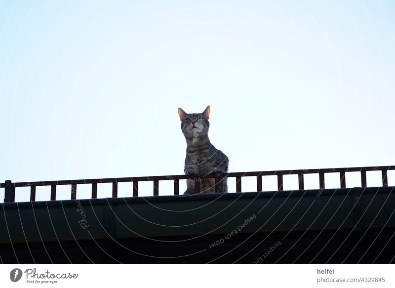 Katze auf dem Hausdach, auch Dachhase genannt mit Blick in die Ferne Haustiere hausdach Ausblick ferne in die Kamera schauen Fell Ein Tier bezaubernd grau