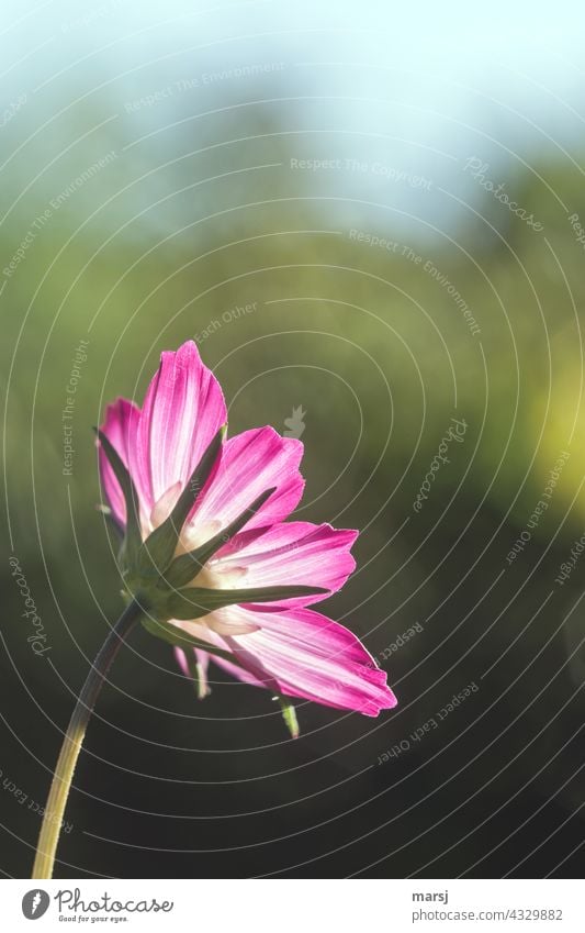 Ein prächtiges Schmuckkörbchen streckt sich der Sonne entgegen. Invasiv aber wunderschön. Cosmos bipinnatus Cosmea Blüte Blume Cosmeablüte Korbblütengewächs