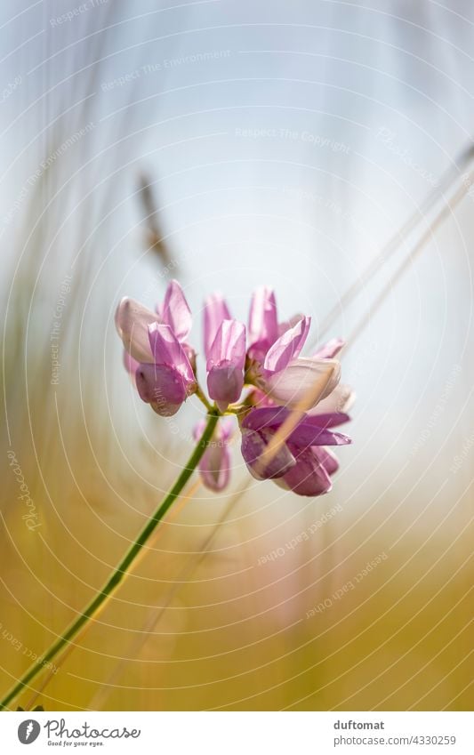 Makroaufnahme einer rosa Blüte in der Wiese gegen den Himmel Blume Natur Nektar Schmetterlinge gelb Aus Landschaft Rosa Makro-Fotografie Sommer Pflanze Pollen