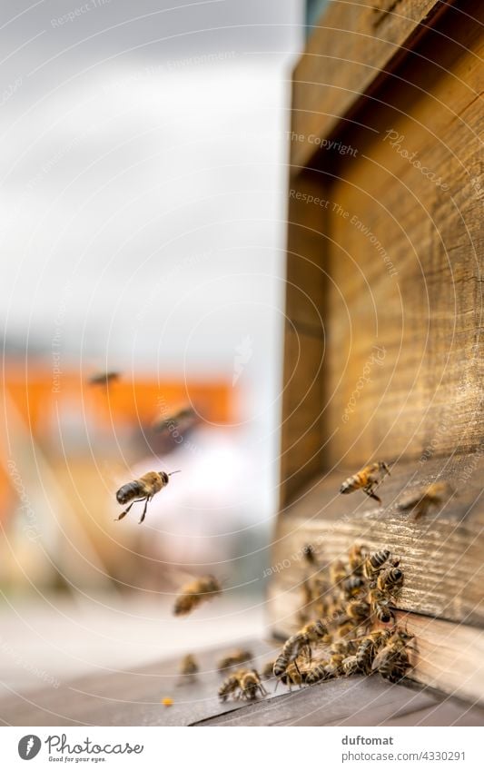 Makro Foto von Bienen vor Bienenstock natürlich Insekt Insekten Tier Makroaufnahme Nahaufnahme Flügel tiere Tiere in der Wildnis Pollen Außenaufnahme Nektar