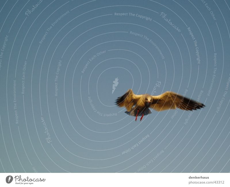 Der letzte seiner Art Vogel Schwalben Himmel blau Bewegung Luftverkehr Flügel Feder Momentaufnahme