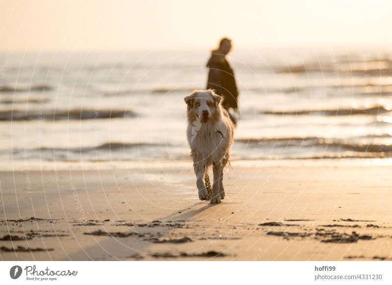 ein Hund läuft im Sonnenuntergang am Strand mit Blick in die Kamera Wellen Spuren Ferien & Urlaub & Reisen Küste Wasser Meer Reflexion & Spiegelung Sand Sommer