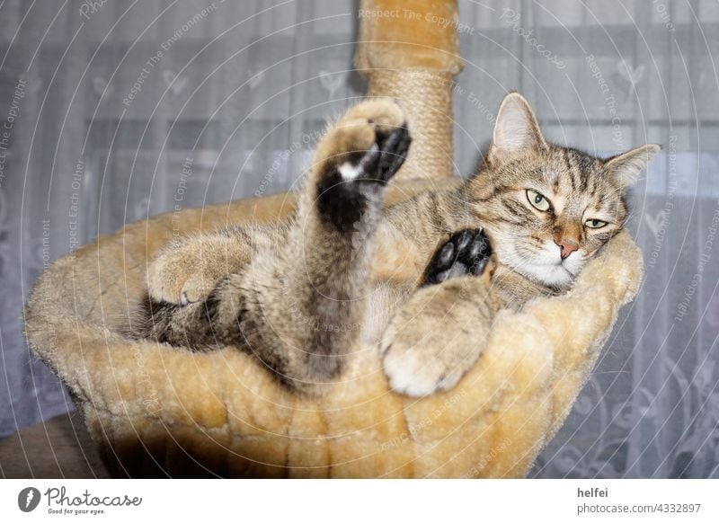Katze beim relaxen im Katzenkörbchen guckt sehr entspannt Erholung Zufriedenheit schlafen liegen Innenaufnahme Geborgenheit ruhig Tierporträt Haustier
