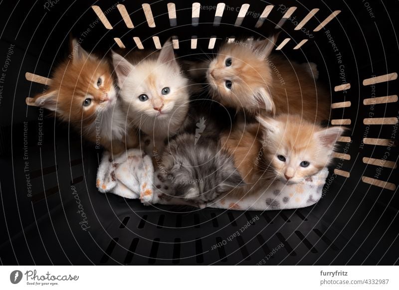 Gruppe von 8 Wochen alten Maine Coon Kätzchen im Inneren des Haustieres Träger Box Katze fluffig Fell katzenhaft Langhaarige Katze maine coon katze Katzenbaby