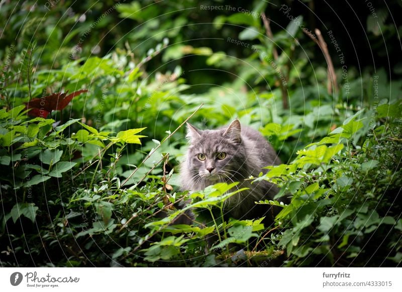 graue Katze im Freien in grünen Büschen zu beobachten freies Roaming Natur Garten Vorder- oder Hinterhof Laubwerk Langhaarige Katze maine coon katze