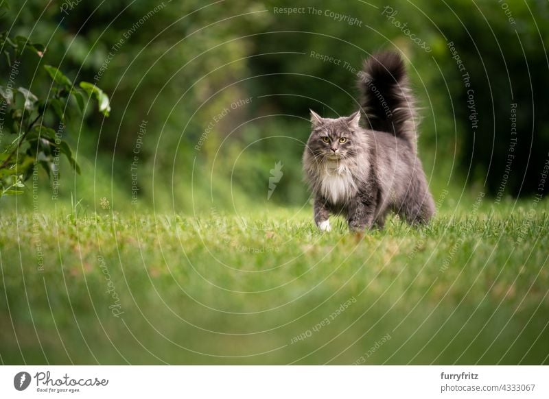 maine coon Katze mit flauschigen Schwanz im Freien in grünen Hinterhof freies Roaming Natur Garten Vorder- oder Hinterhof Rasen Wiese Gras Langhaarige Katze