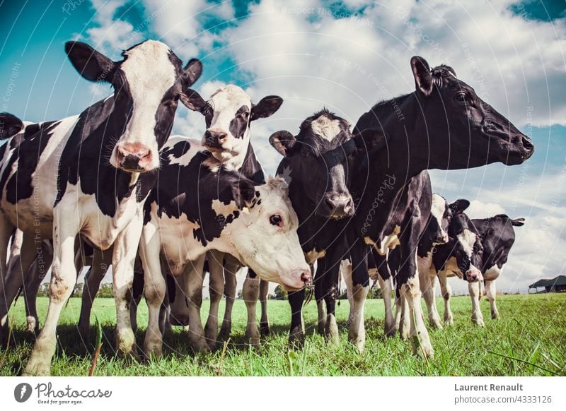 Gruppe von Holstein-Kühen Ackerbau Tier Rindfleisch schwarz bovin Kuh Molkerei Bauernhof Landwirtschaft Ackerland Feld Viehbestand Natur Weide