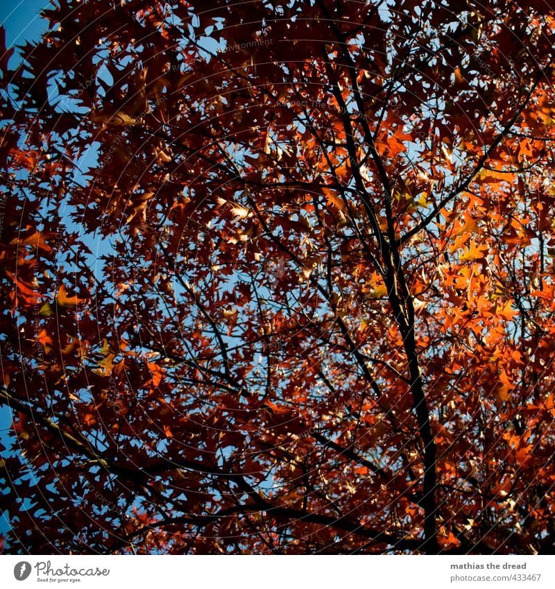 BLÄTTERDACH Natur Himmel Herbst Schönes Wetter Baum Blatt ästhetisch schön Ast Blätterdach rot herbstlich Färbung Farbfoto mehrfarbig Außenaufnahme Menschenleer