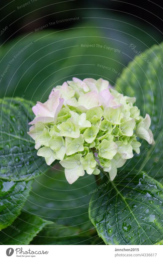 eine helle Hortensienblüte mit grünen nassen Blättern Sommer Regen Blüte Blume Natur blühend Regentropfen Garten Pflanze Farbfoto Nahaufnahme Detailaufnahme