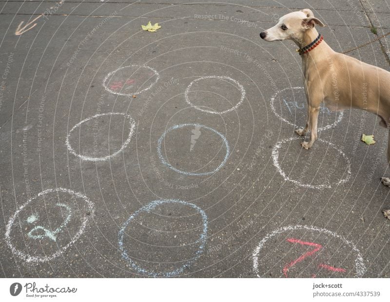 gezeichnet & gemalt | Himmel und Hölle ein Hüpfspiel für den Hund Spiel Spielen Haustier Windhund Whippet Kreidezeichnung Asphalt Boden Ziffern & Zahlen