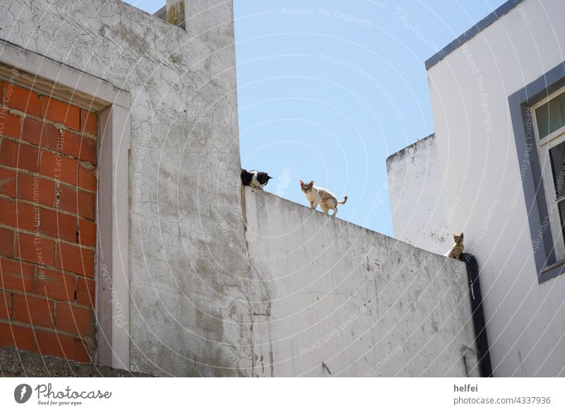 Junge wilde europäisch Kurzhaaar Katzen auf einer Mauer Hauskatze Haustiere junge Katze aufmerksam Ein Tier katzenhaft Blickkontakt Rassekatze Kurzhaar