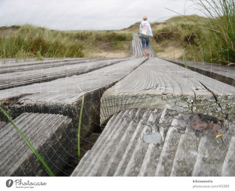 Bohlenweg Amrum Gras Sommer Ferien & Urlaub & Reisen Stranddüne Landschaft Natur Spaziergang