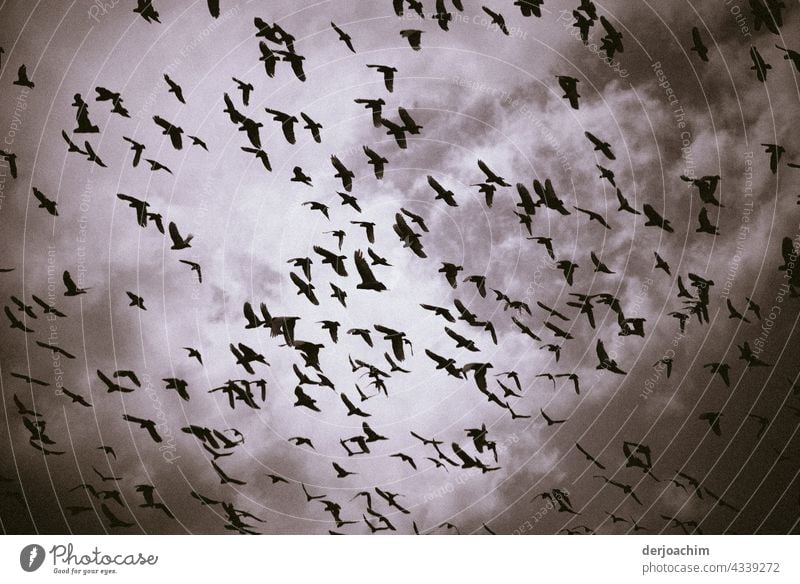 Ein riesiger Schwarm Vögel treffen sich am verdunkelten Himmel, mit Wolken. Natur Farbfoto Tier Außenaufnahme Wildtier Menschenleer fliegen natürlich Umwelt