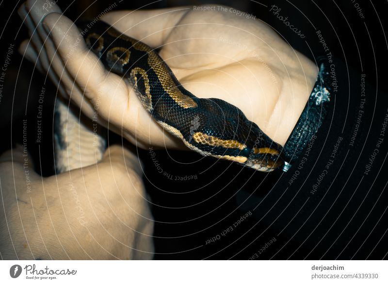Kuschelisch und Warm. Die kleine Schlange ist so Handwarm. Sie schlängelt sich den Arm hinauf. Farbfoto Wildtier Tier Nahaufnahme Tierporträt Natur Tiergesicht