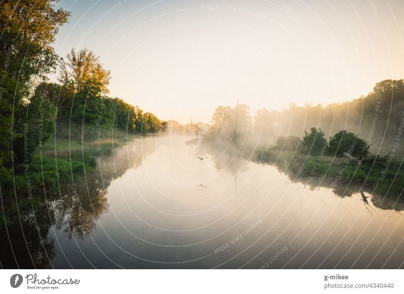 Ein Vogel über dem Fluss am Morgen Sonnenaufgang Gewässer Flug Nebel stille Ruhe Natur Landschaft Freiheit Reflexion & Spiegelung Morgendämmerung Wasser