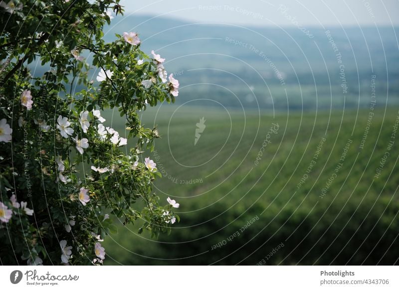 Wildrosen vor verschwommenen Weinbergen rosa Kletterrose links unschärfe Unschärfe im Hintergrund Textfreiraum oben Hintergrund neutral Schwache Tiefenschärfe