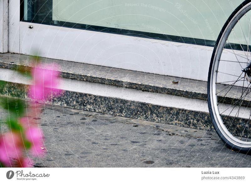 Ein Fahrrad lehnt an einer Ladentür, alles Ton in Ton grau. Eine pinkfarbene Blüte unscharf im Vordergrund. Straße Pflaster Stufe Speichen Außenaufnahme Tag