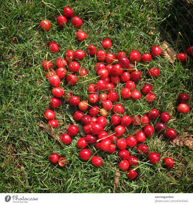 [PARKTOUR HH 2021] Beute frisch vom Baum Kirschen Gras Wiese gepflückt pflücken sammeln Sommer Natur rot Ernte Frucht fruchtig grün Außenaufnahme Lebensmittel