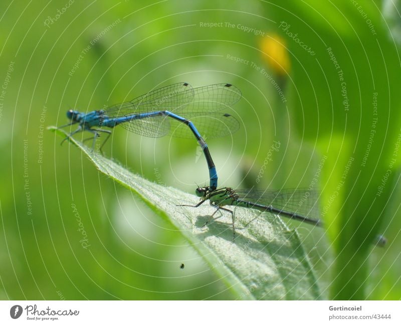 Libellen-Liebe Umwelt Natur Sonne Frühling Sommer Schönes Wetter Pflanze Blatt Garten Teich Tier Wildtier Flügel Insekt Libellenflügel Tierpaar blau grün