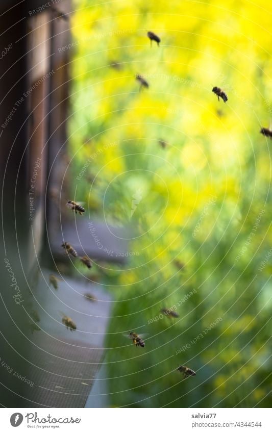 Bienenstock im Rapsacker Honigbiene Imkerei fliegen Arbeit & Erwerbstätigkeit Insekt fleißig emsig Nutztier Schwarm Teamwork Farbfoto Außenaufnahme summen