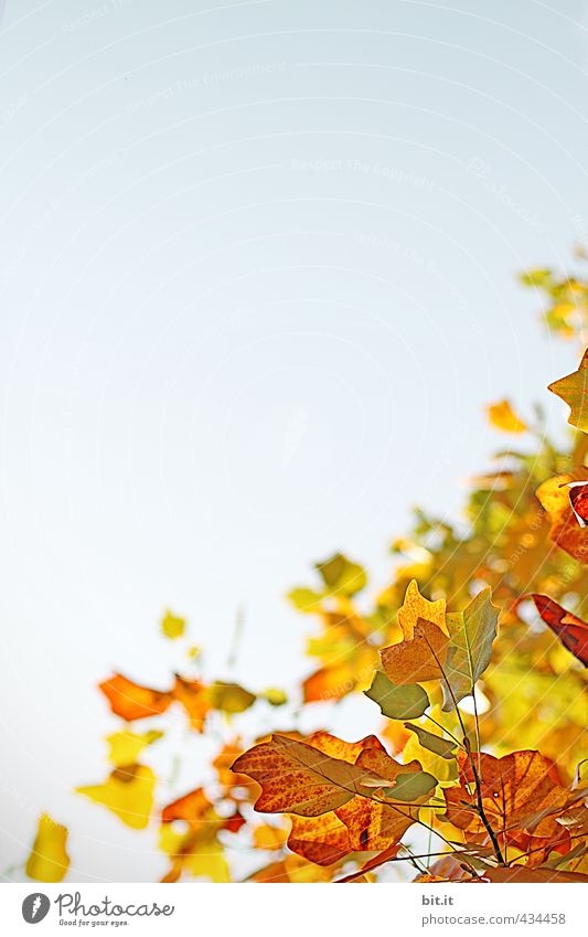 Herbstquartal Umwelt Natur Landschaft Pflanze Luft Himmel Wolkenloser Himmel Klima Schönes Wetter Garten Park Wald mehrfarbig gelb gold rot Stimmung