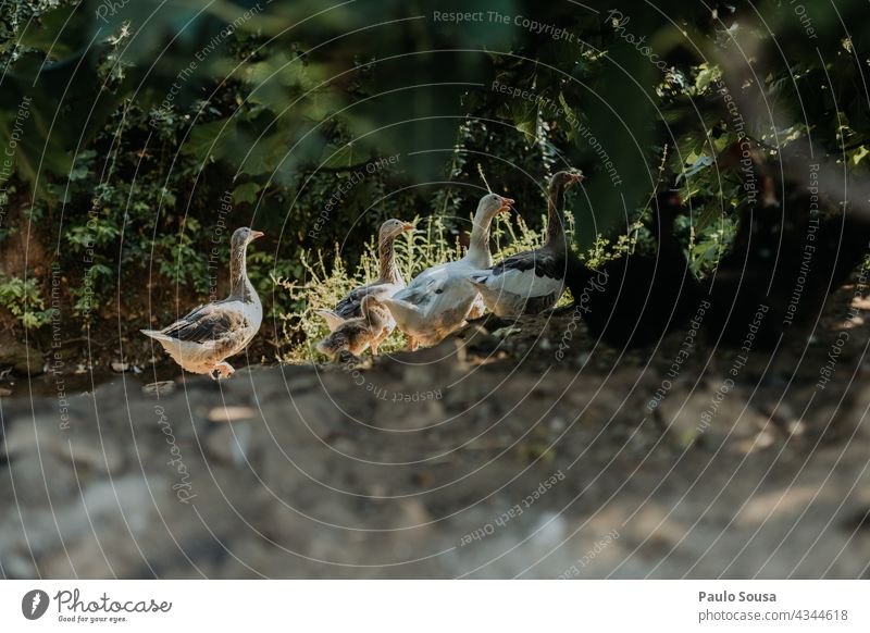 Eine Gänseschar Hausgans Gänsevögel Freiheit Umwelt Tier Natur Vögel Außenaufnahme Vogel Bauernhof Nutztier Schwarm Farbfoto Tiergruppe frei Bewegung