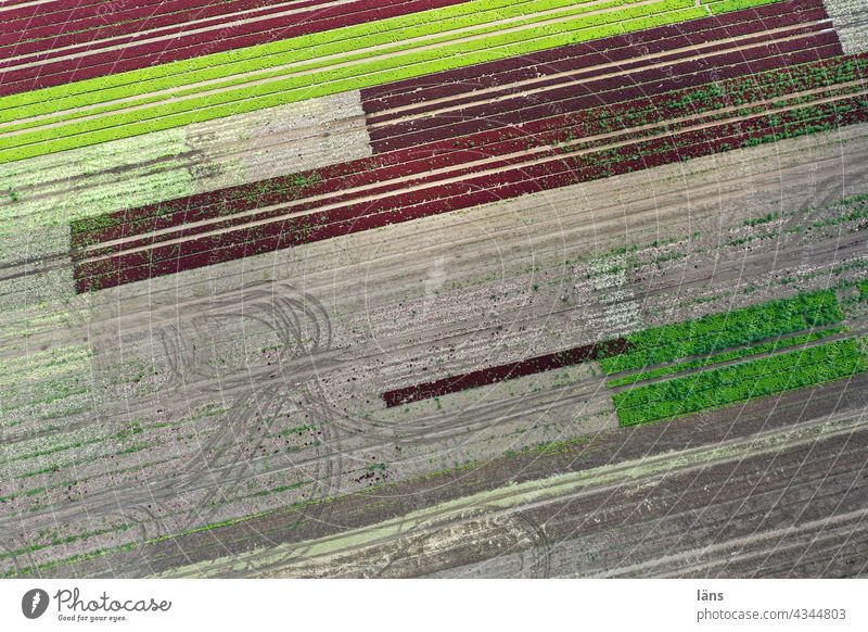 Salatanbau Landwirtschaft acker spuren linien Nahrungsmittel Grün Drohnenaufnahme Luftbild Traktorspuren aufbringen