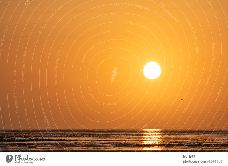 Möwe bei Sonnenuntergang am Strand Sonnenaufgang Sonnenlicht Küste Strandleben Glück einfach maritim ästhetisch weich Ferien & Urlaub & Reisen Dämmerung Abend