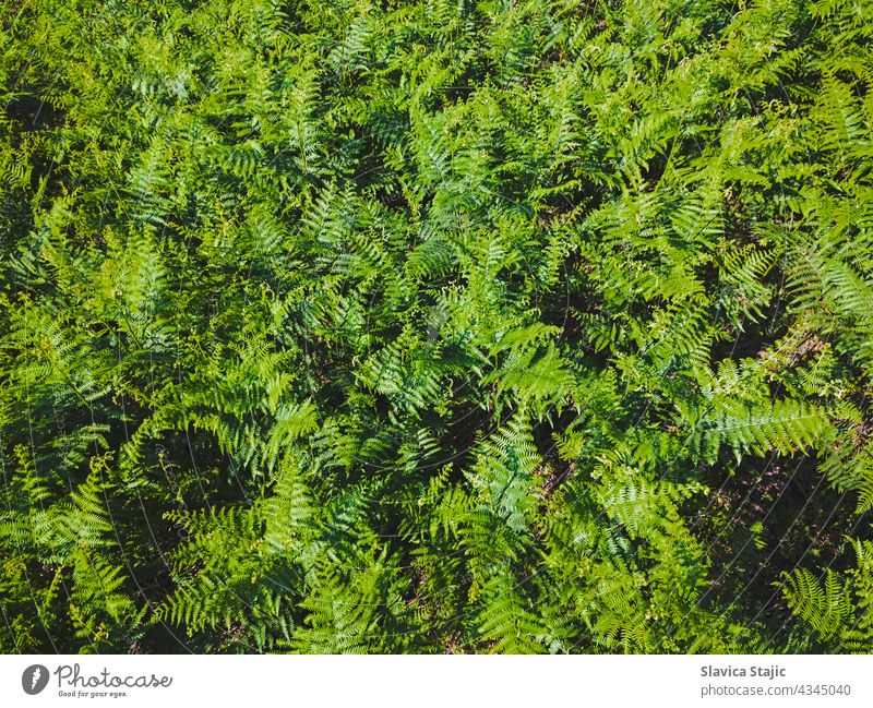 Grüne Blätter von Farnwedeln. Hintergrund von wildem grünem Farn, der im Sommer blüht. Ansicht von oben horizontal im Freien Textfreiraum Muster malerisch