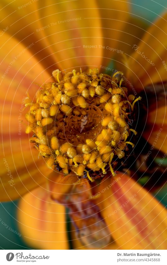 Blütenstand einer Zinnie; Hybride mit orangefarbigen Zungenblüten Zinnia Sorte Züchtung Pflanze Korbblütler Sommerblume Sommerblüher Asteraceae Compositae