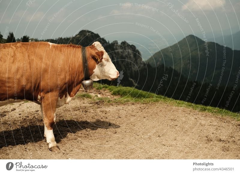 Seitenansicht einer Kuh mit Glocke. Sie steht auf einem Berg und sieht ins Tal Weide Felsen Wiese Weg Berge u. Gebirge Natur Landschaft Sommer Alpen Tier braun