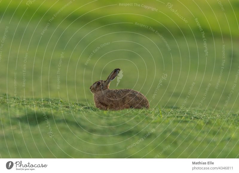 Feldhase entspannt am Abend auf der frisch gemähten Wiese Hase & Kaninchen Wildtier Osterhase Umwelt Natur Tierporträt natürlich braun Fell grün niedlich Gras
