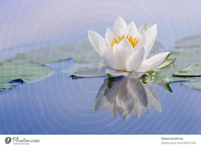 Schöne Blüte einer weißen Seerose und Reflexion auf der Wasseroberfläche. Nymphaea alba. Nahaufnahme. Seerosen Zen Wasserpflanze Blume Blütezeit Teich Sommer