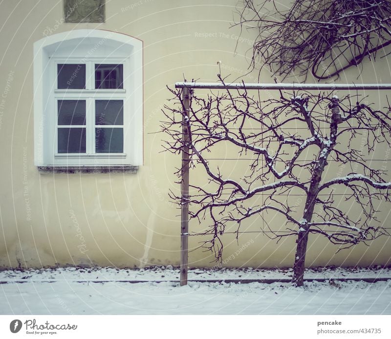 kalt und fenster Umwelt Natur Eis Frost Schnee Baum Burg oder Schloss Park Mauer Wand Fassade Fenster Design Einsamkeit Ordnung Spalier Winter kahl Ast dunkel
