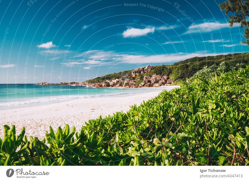 Grand Anse Strand auf der Insel La Digue auf den Seychellen. Weißer Sandstrand mit blauer Meereslagune. Grün defokussiert Laub Blätter im Vordergrund Lagune