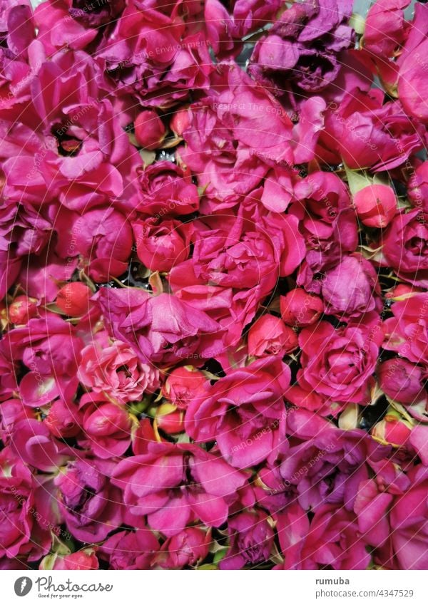 Rosenblüten Blütenblätter schön Floristik Dekoration & Verzierung Romantik Sommer Duft Blühend Blume Feste & Feiern