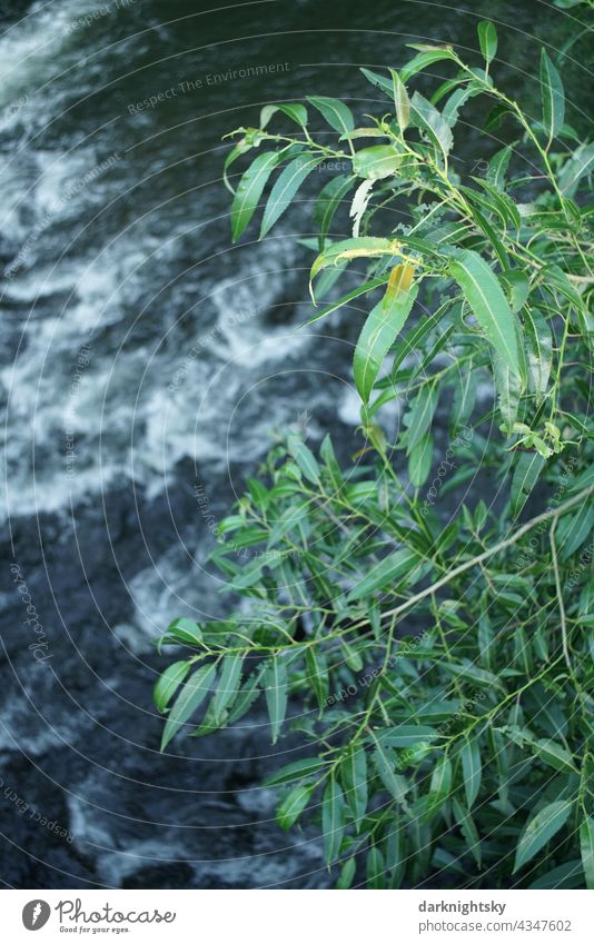 Weide (Salix) am Ufer eines Flusses mit Stromschnelle und weißem Wasser bei einer Überflutung Flussufer Wasser Flussufer WasserFlussufer UferFluss Springkraut