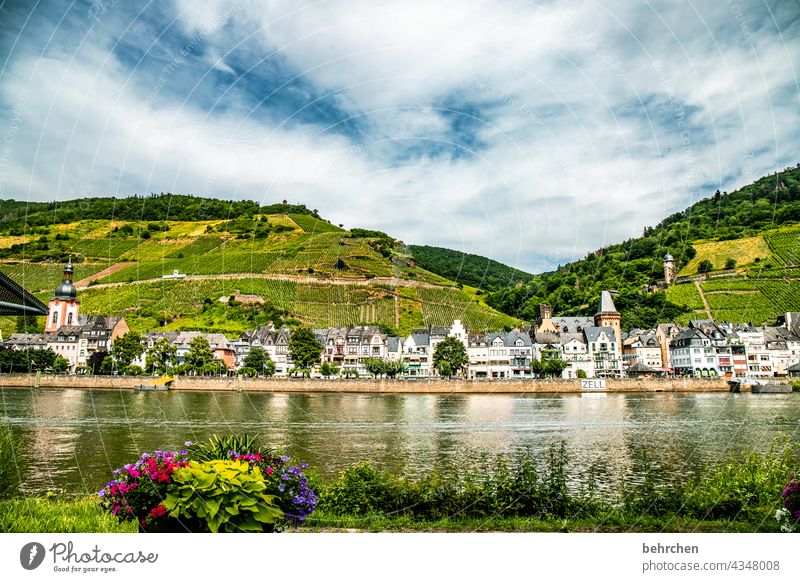 wein wandern Wege & Pfade Hunsrück Moseltal Weinbau Rheinland-Pfalz Mosel (Weinbaugebiet) Weinstock Weinberg Weintrauben Weinrebe Landschaft Berge u. Gebirge