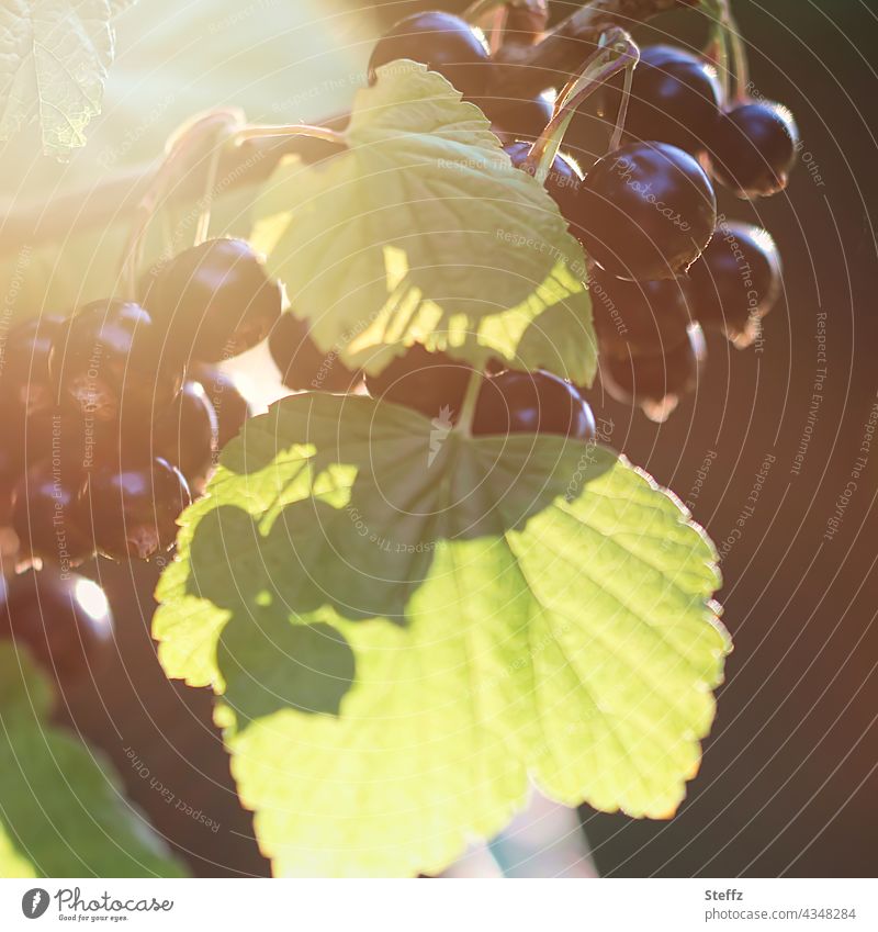 Schwarze Johannisbeeren reifen in der Sonne Beeren Beerenstrauch Cassis Früchte Obst Saison Sommerfrüchte Beerenobst Johannisbeerstrauch pflückreif
